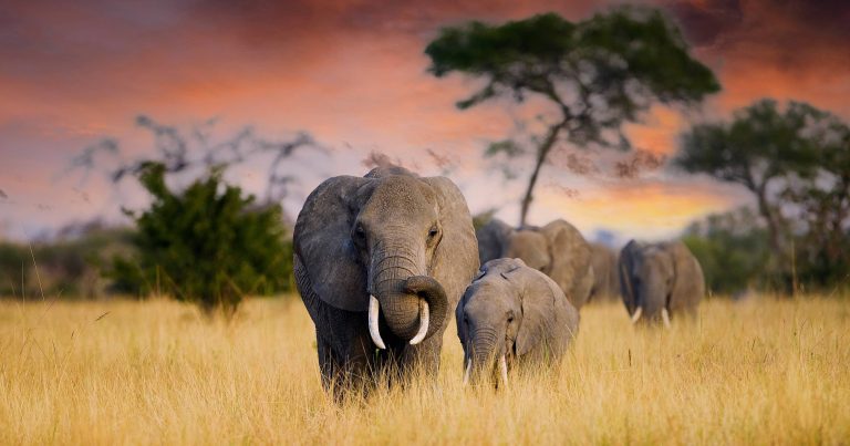Elephant africa safari tours